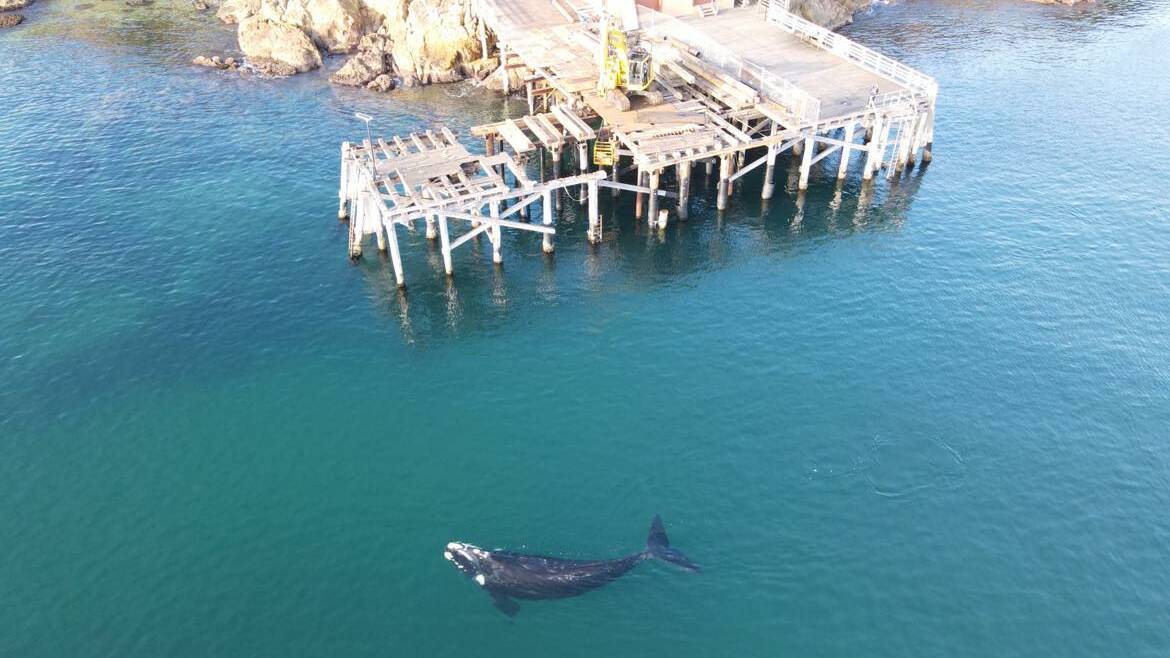 Southern Right Whale sighted swimming along the Tathra Wharf on Monday morning July 10, 2023. Picture by Terry Dixon - Oceanspray Photography. 
