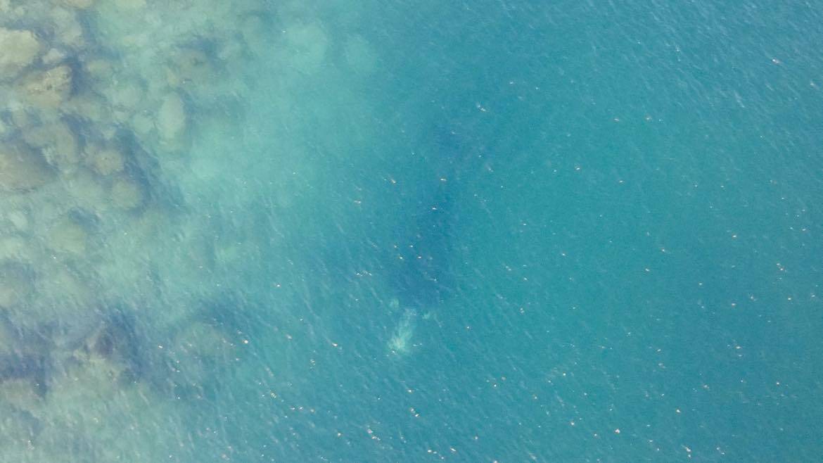 Drone footage of a Southern Right Whale sighted swimming around Tathra on Monday morning, July 10, 2023. Picture by Terry Dixon - Oceanspray Photography. 