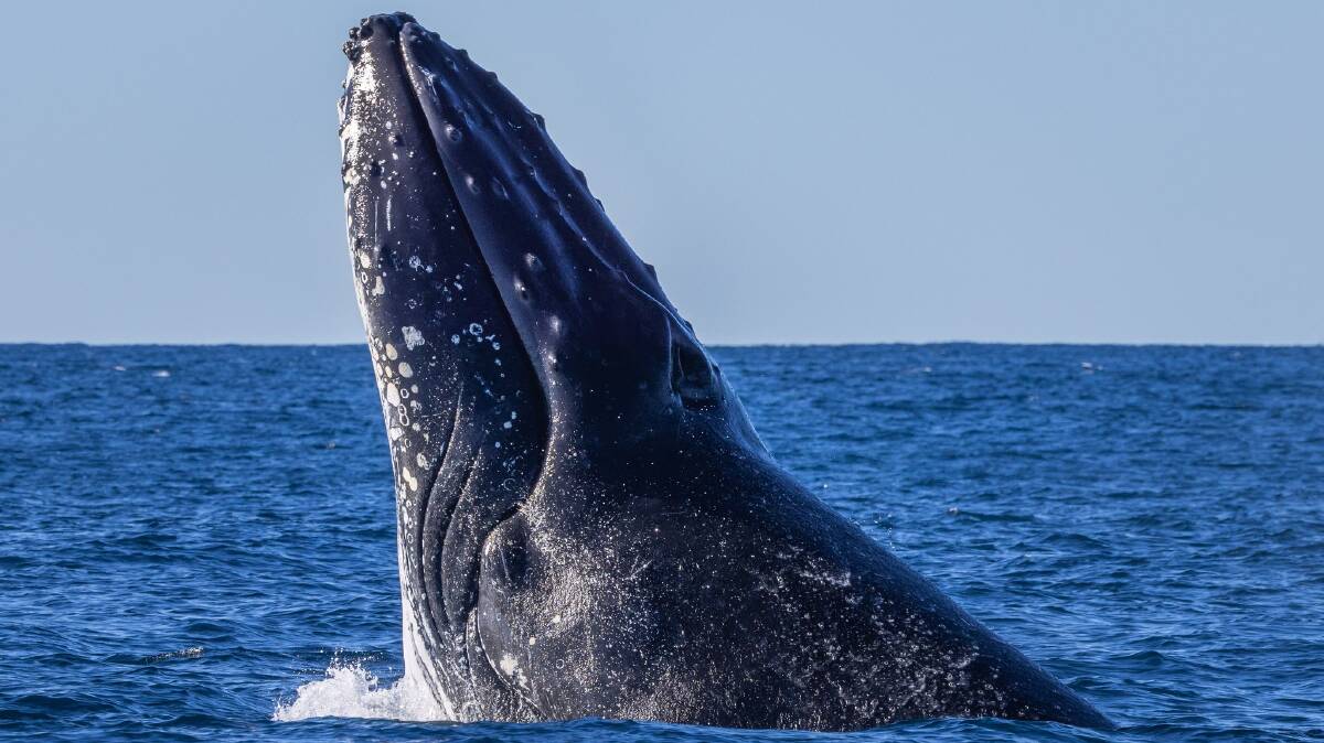 Sapphire Coastal Adventures extends winter whale watching tours ...