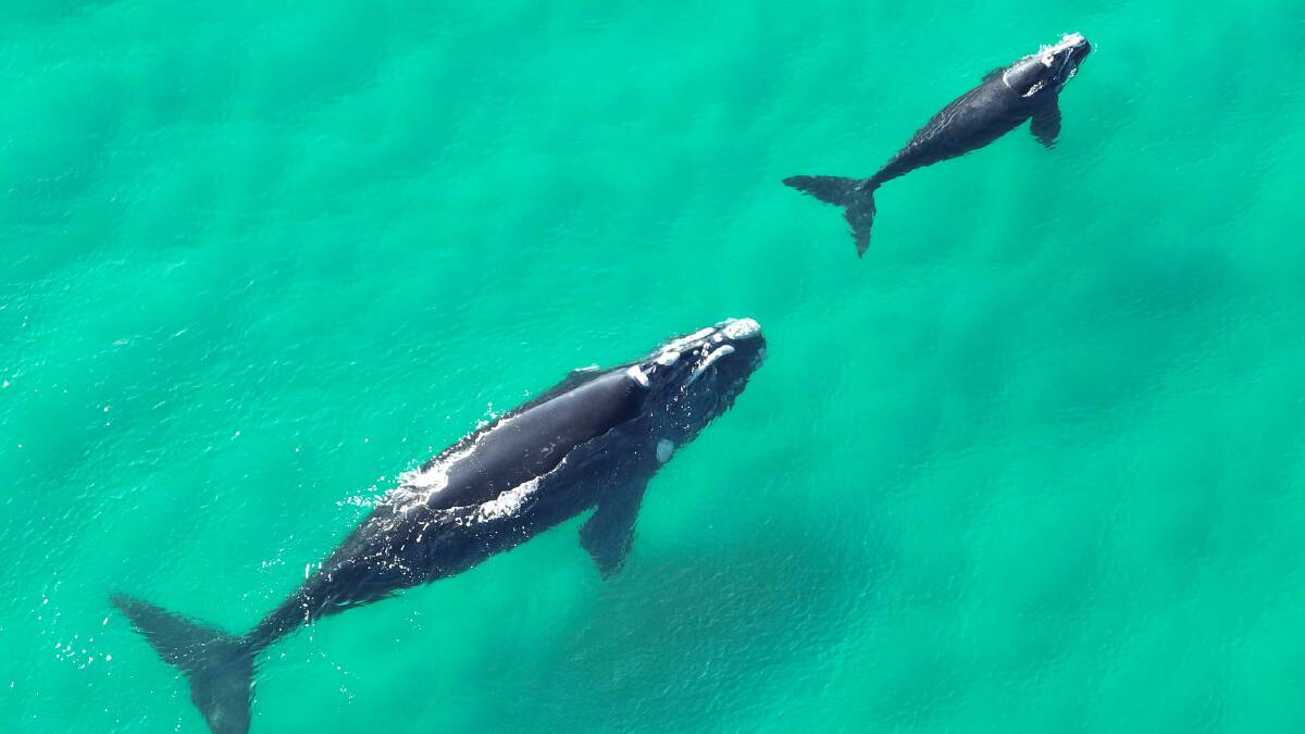 Southern right whale and calf taken last year at Wairo Beach. Picture by Ocean View Photography Maree Jackson