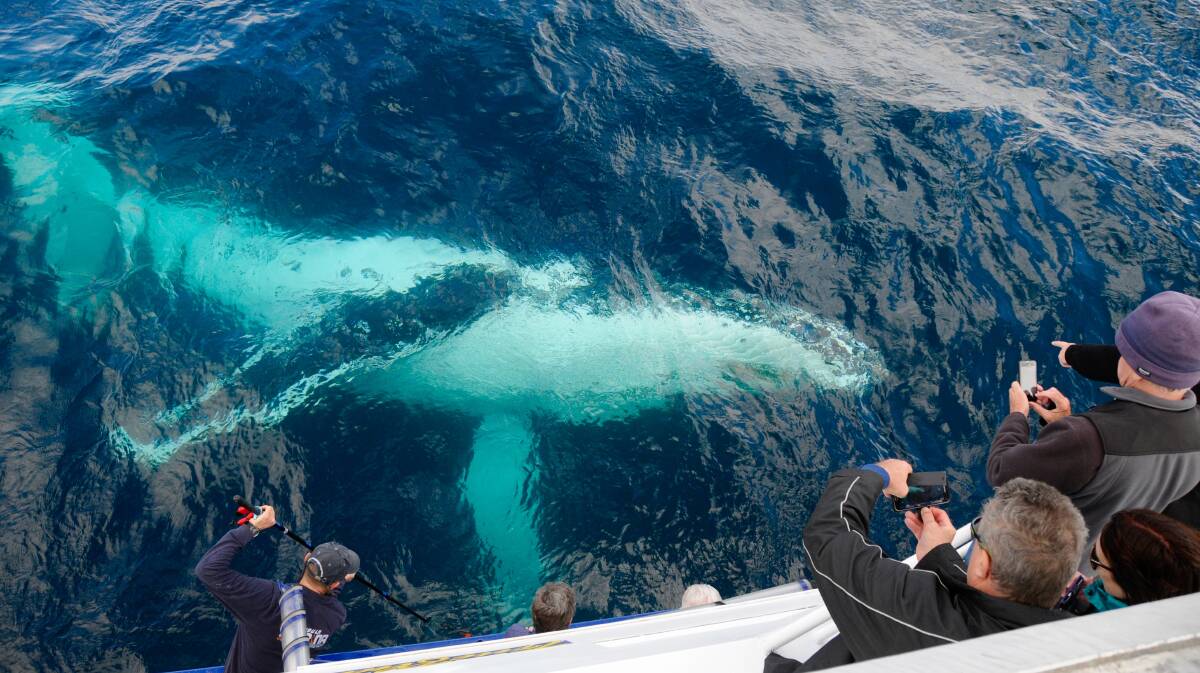 Merimbula fishing report: Time to go whale watching | Merimbula News ...